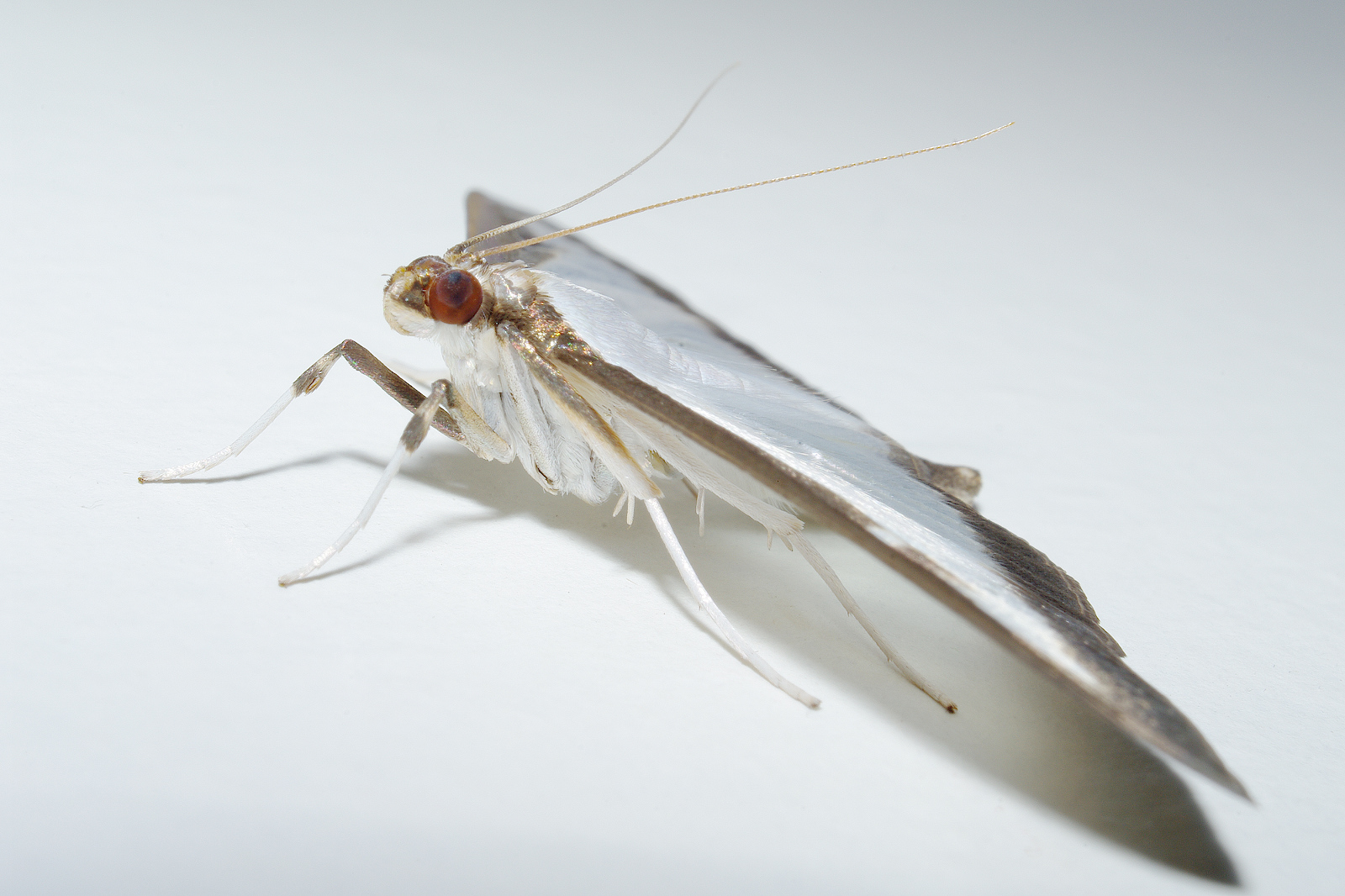 Cydalima Perspectalis