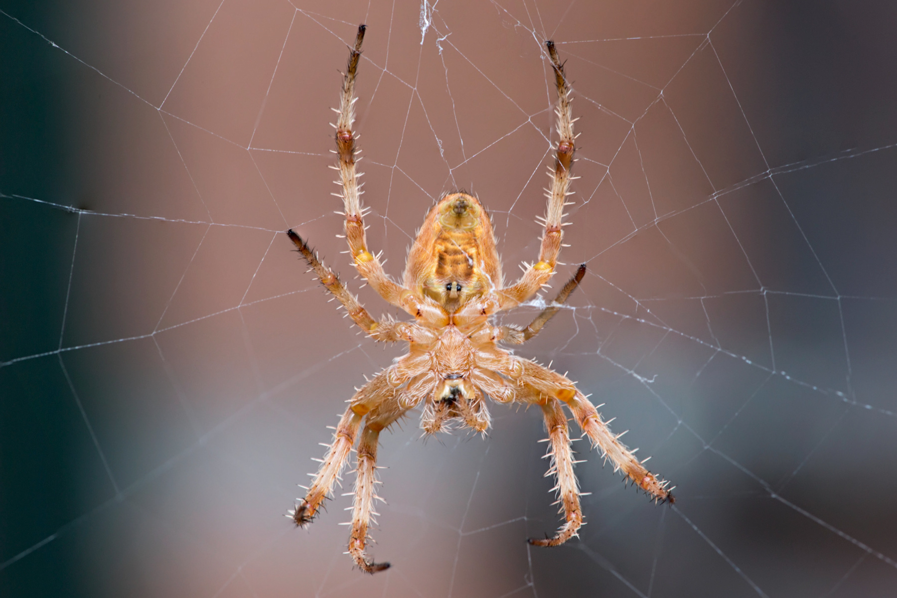 Araneus diadematus o Ragno Crociato