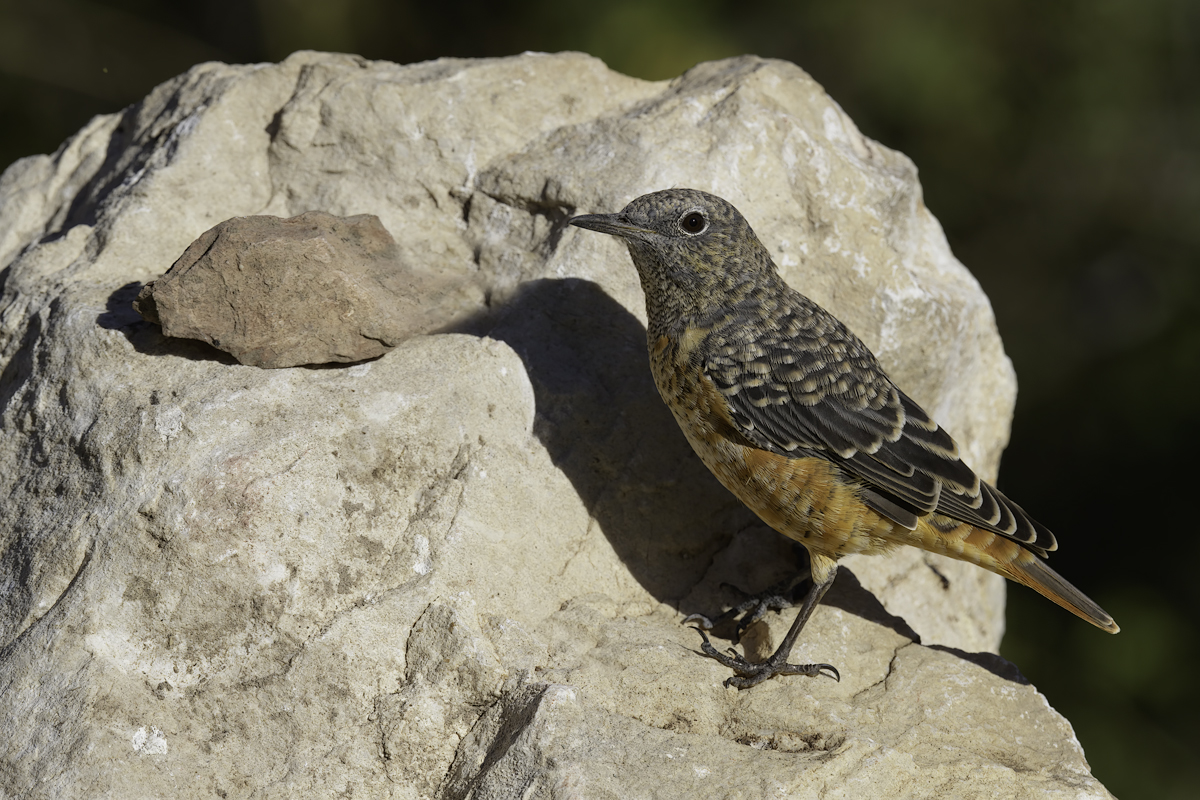 Codirossone (Monticola saxatilis)