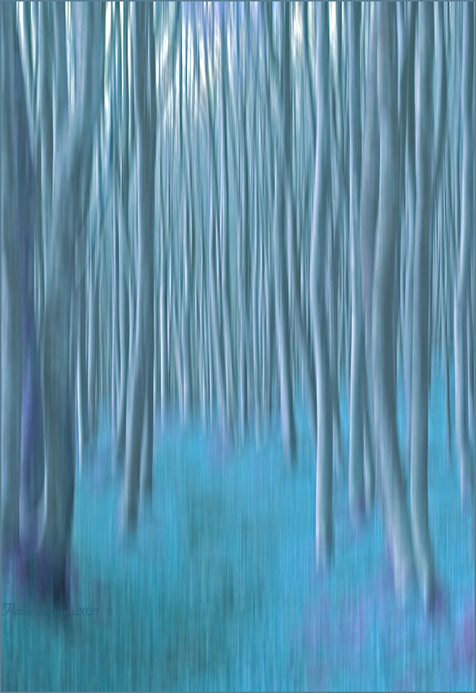 La foresta incantata