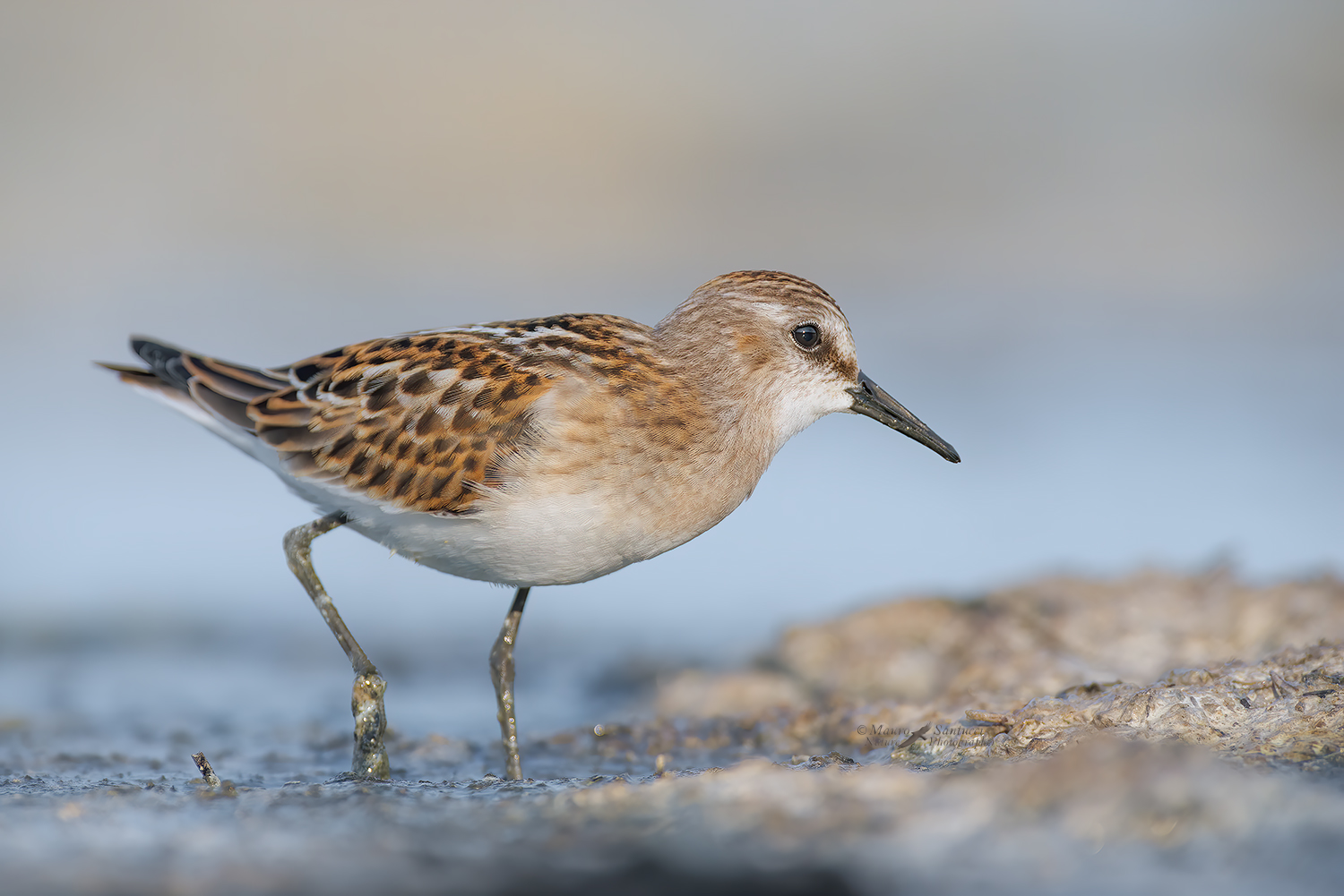 Gambecchio-comune_Calidris-minuta_DSC0105