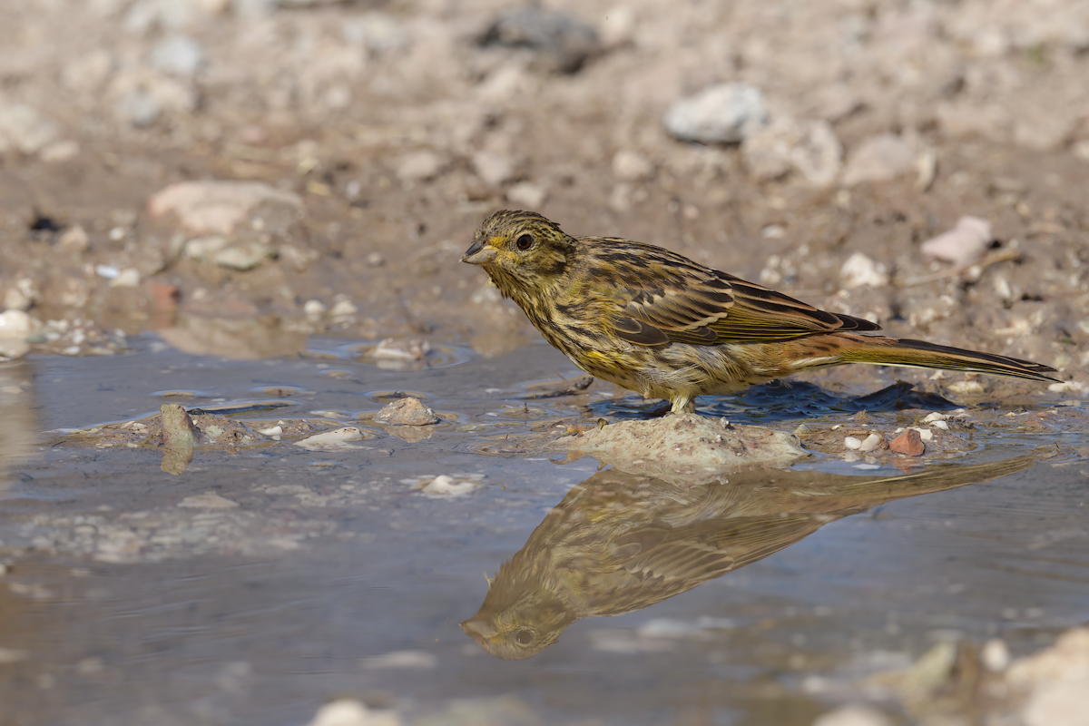 Zigolo nero (Emberiza cirlus)