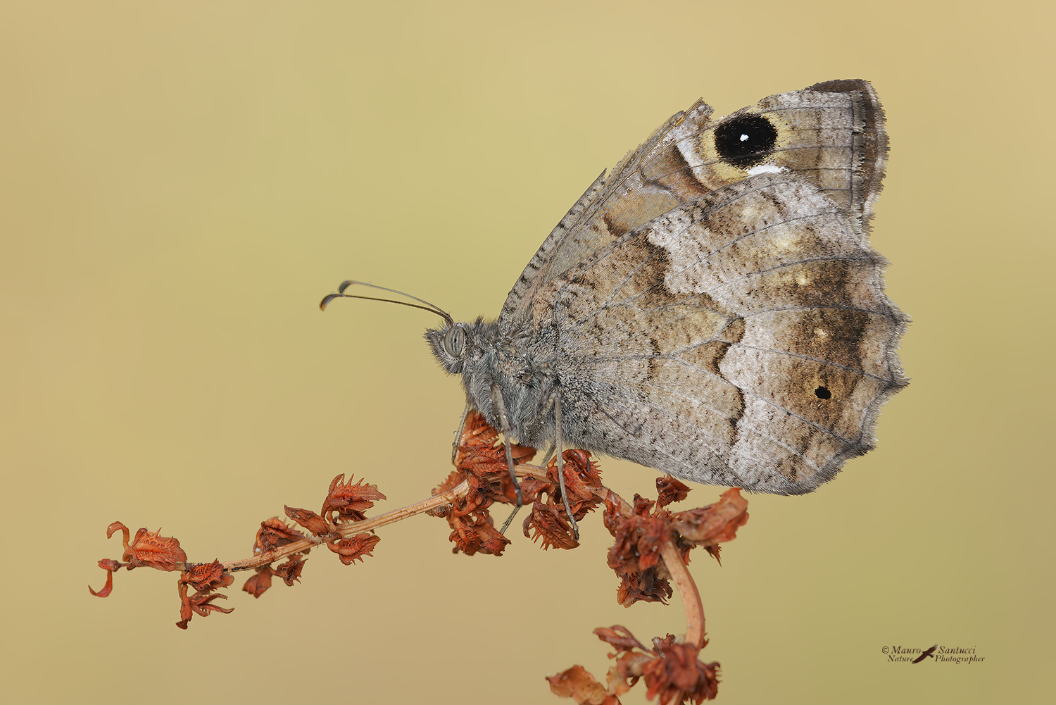 Hipparchia-statilinus_DSC7784