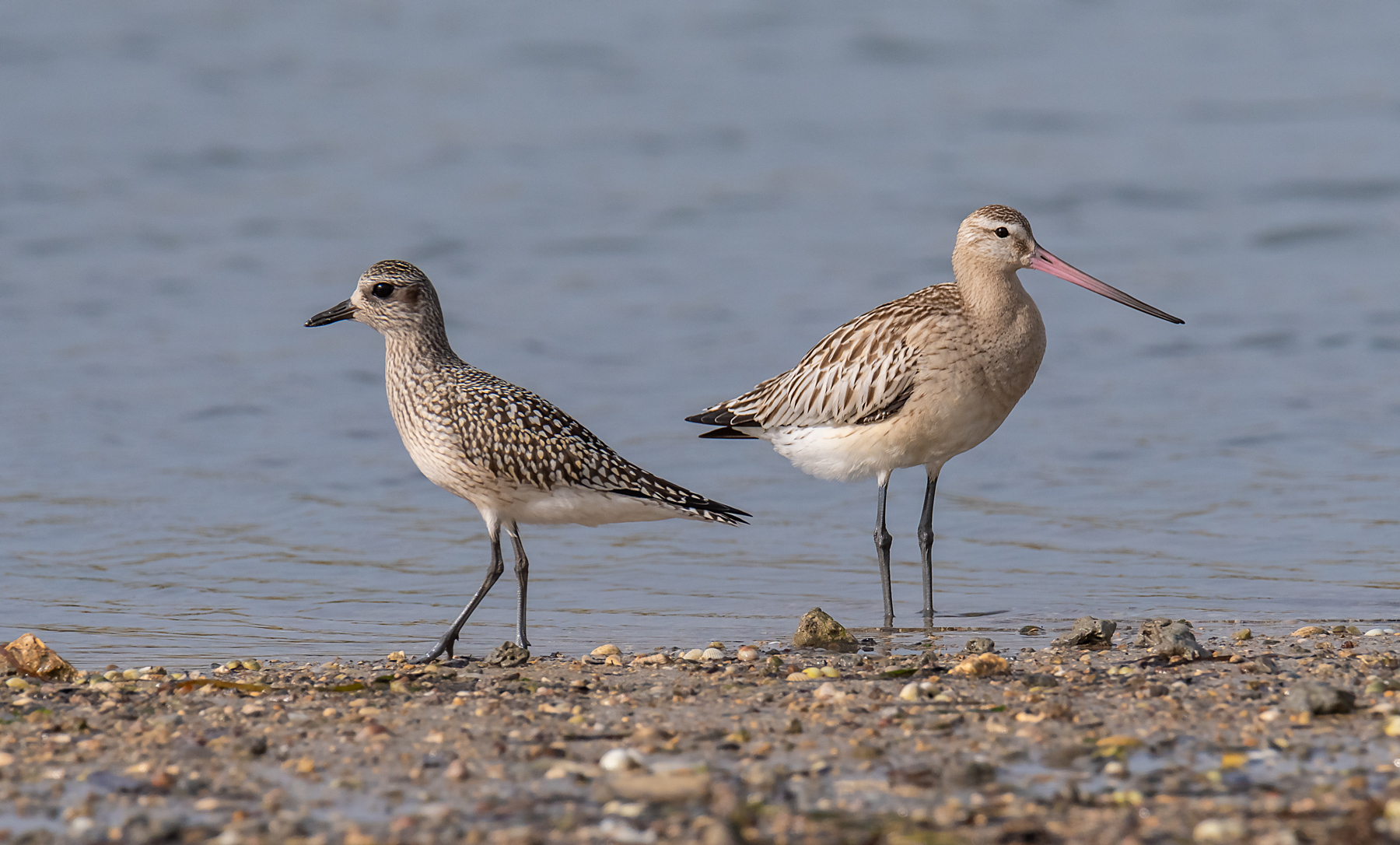 Pittima minore e Pivieressa