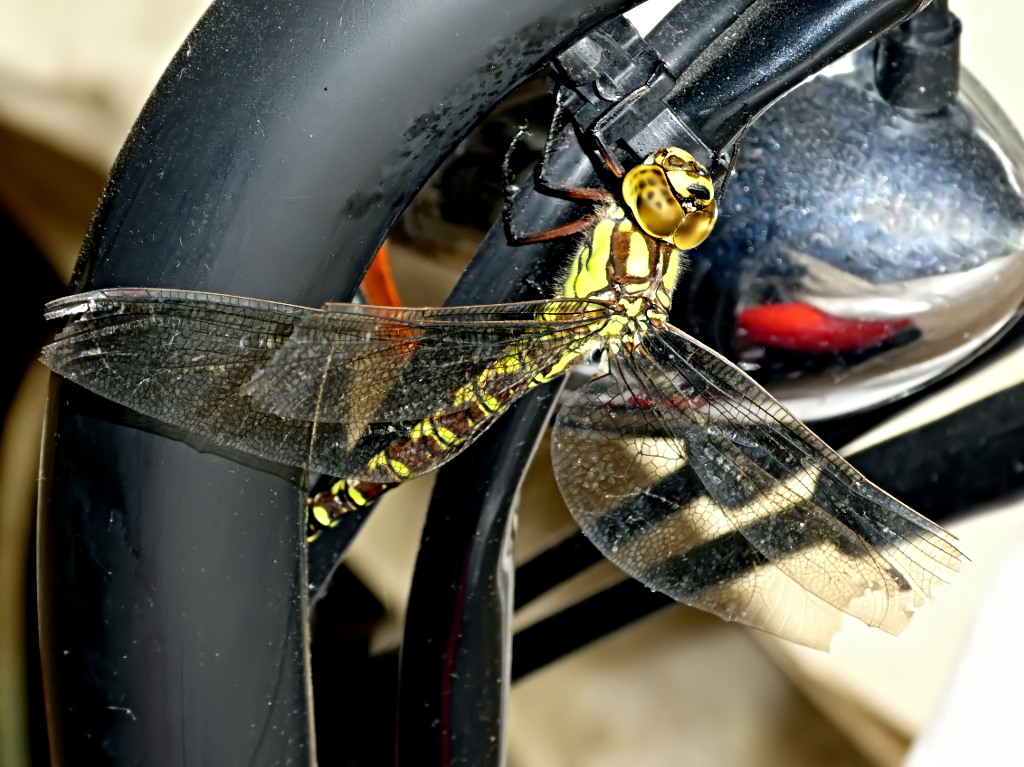 *** Libelloides harleystorum ***