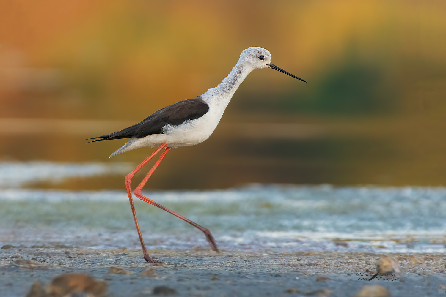 Cavaliere-d'italia-frettoloso_DSC4611