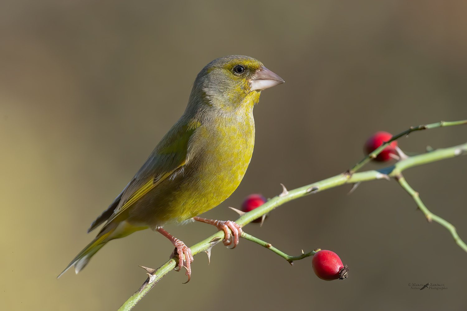 Verdone-maschio_DSC6982