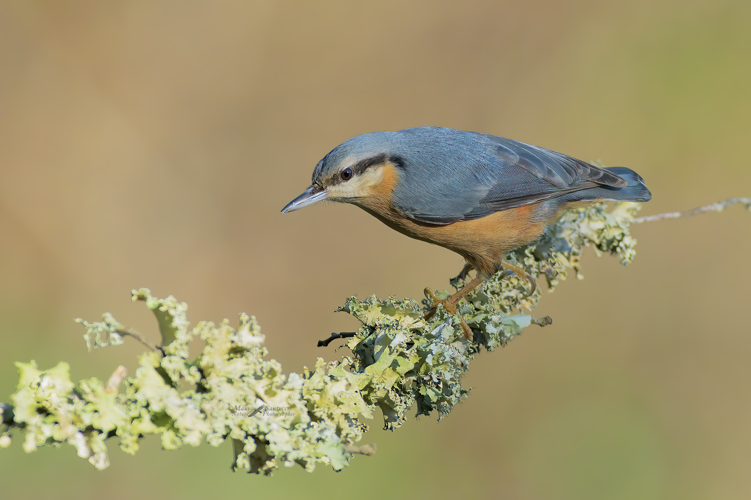 Picchio-muratore_DSC8701