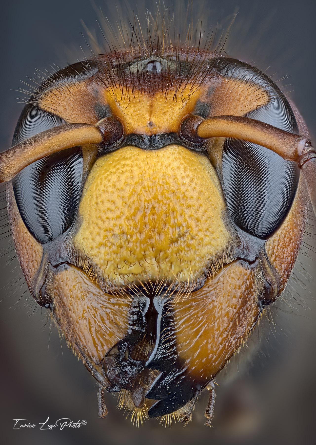 Vespa crabro (Linneaus, 1761)