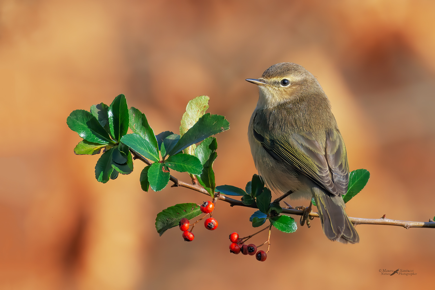 Lu�-piccolo_DSC6555