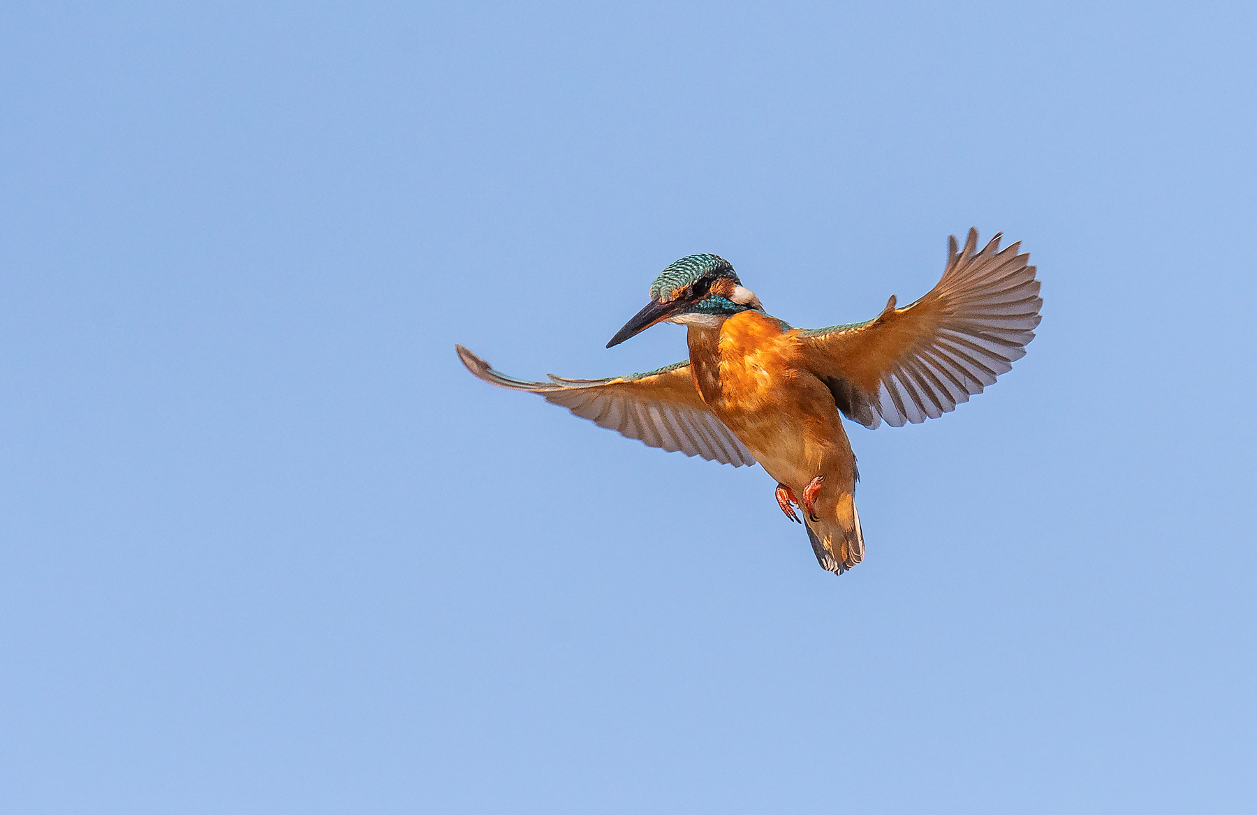 Martin pescatore in spirito santo