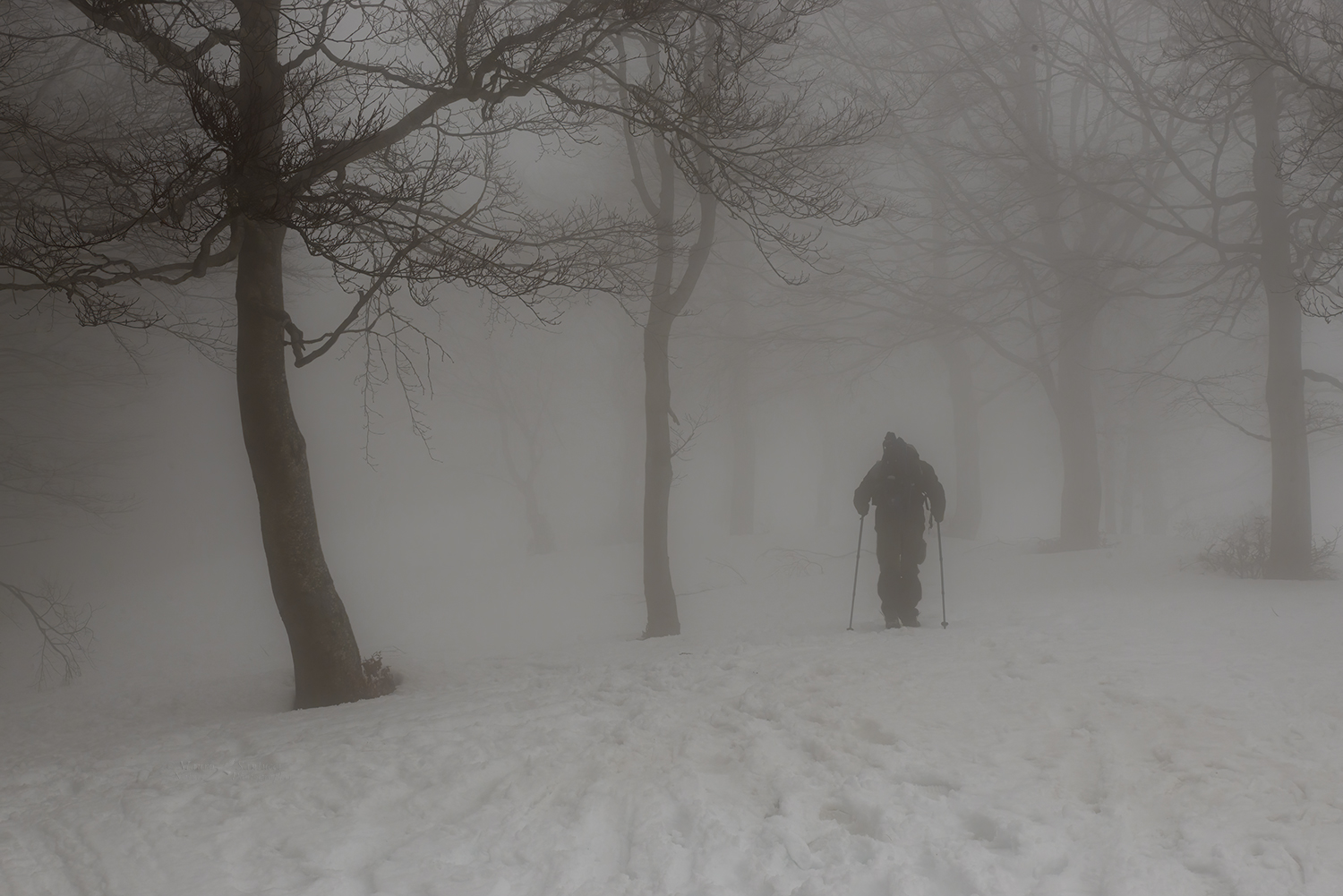 Nella-nebbia_DSC6582
