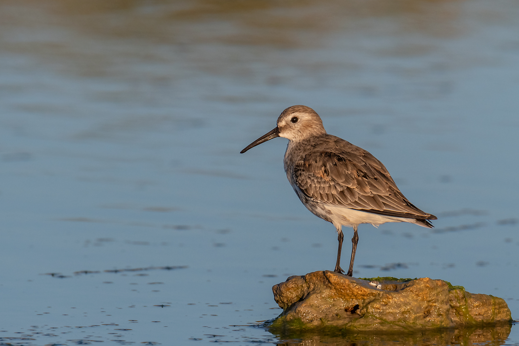 Piovanello pancianera