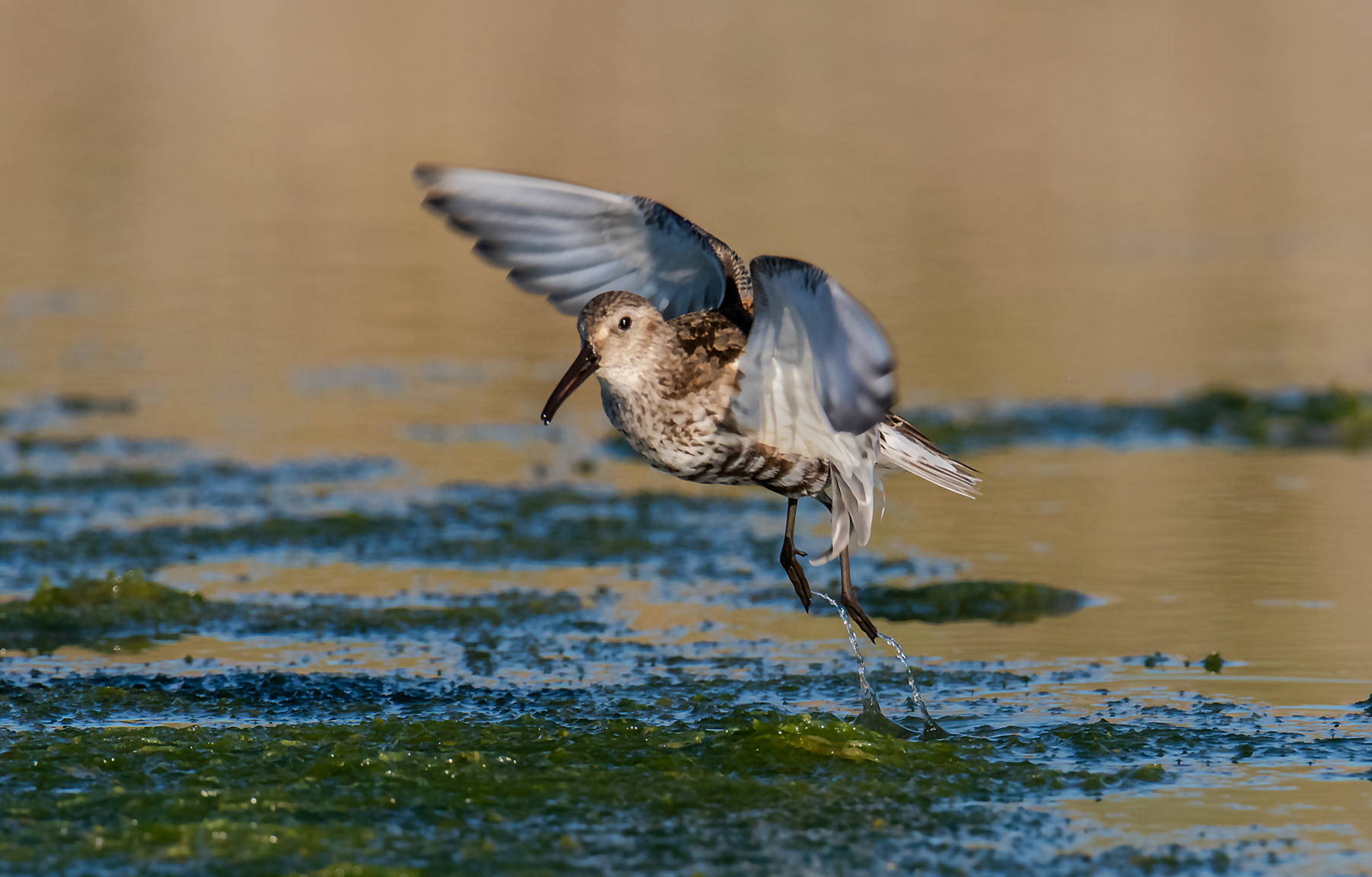 Piovanello pancianera