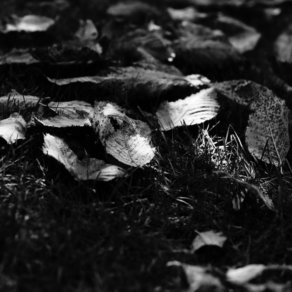 foglie morte B/N