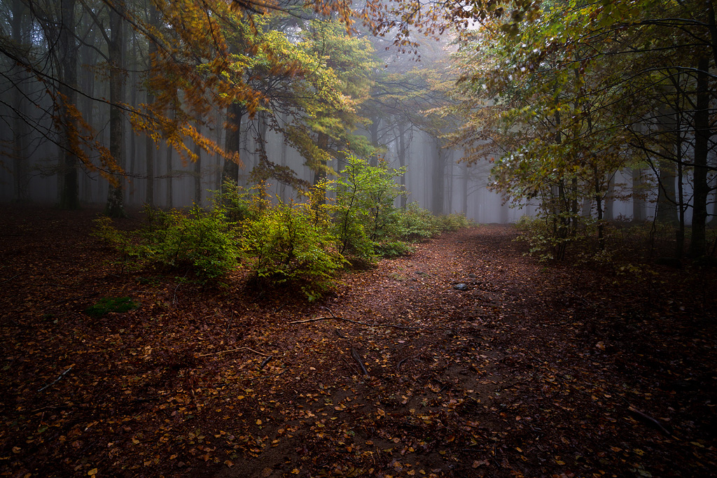 ,nebbia,pioggia e luce
