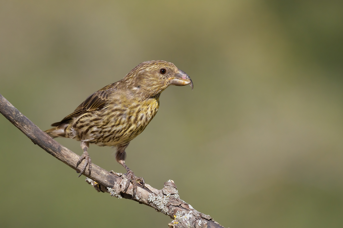 Crociere  (Loxia curvirostra)