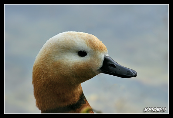 Primo piano di Anatra Casarca maschio