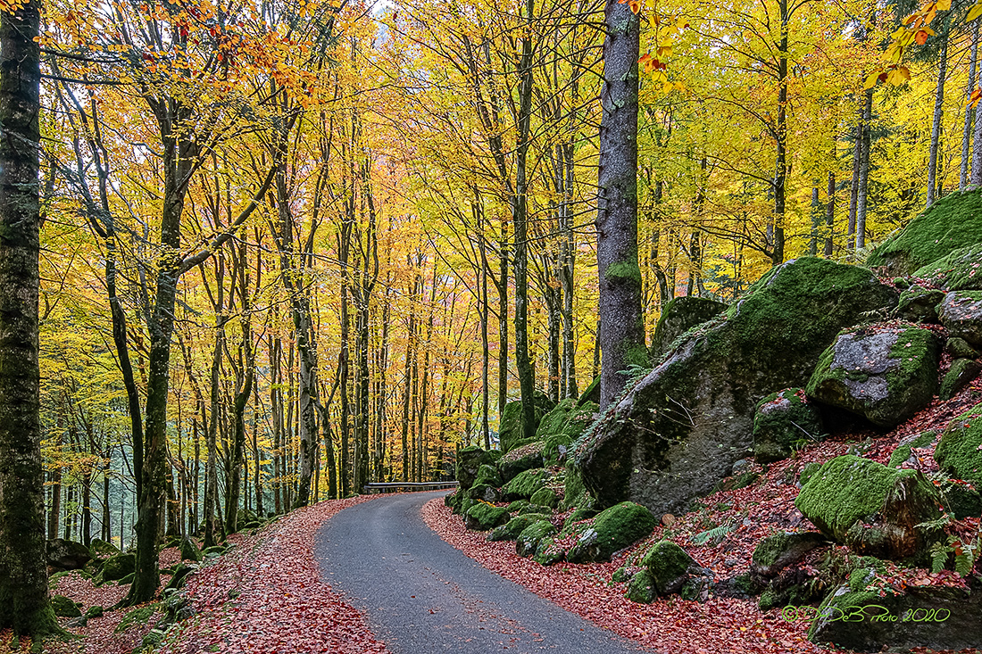 Il bosco delle fate 1