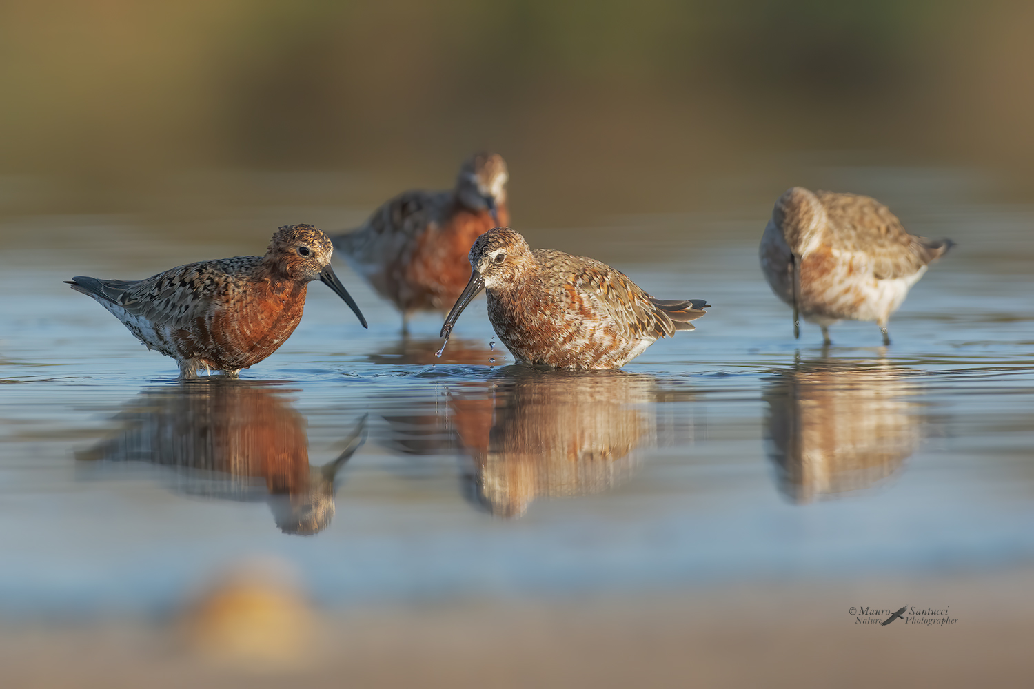 Piovanelli-comuni-in-abito_DSC7597