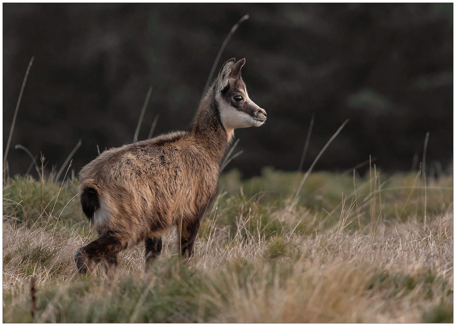 Giovane Rupicapra alpino