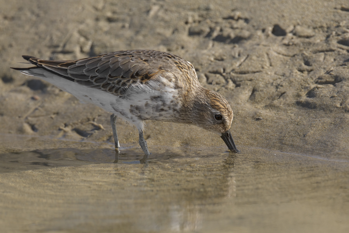 Piovanello pancianera (Calidris alpina)