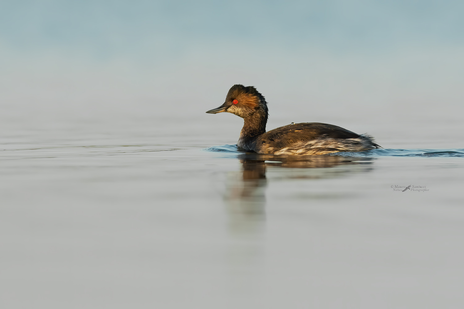 Svasso-piccolo---Podiceps-nigricollis_DSC8498