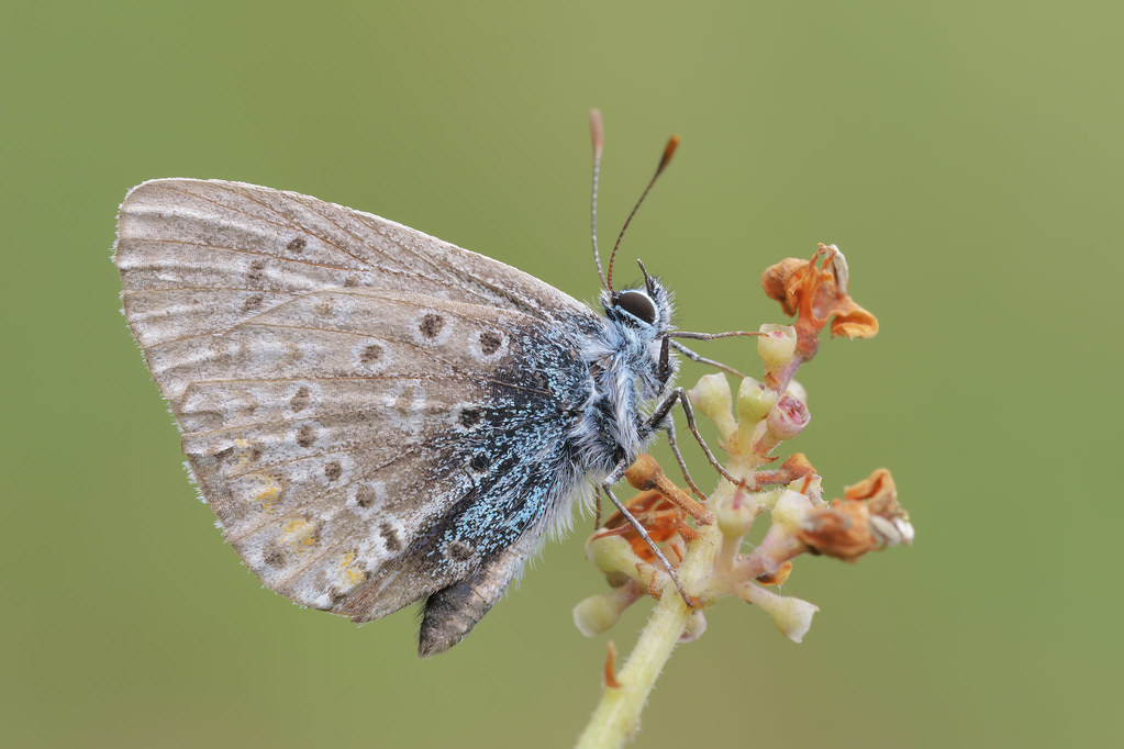 Polyommatus icarus