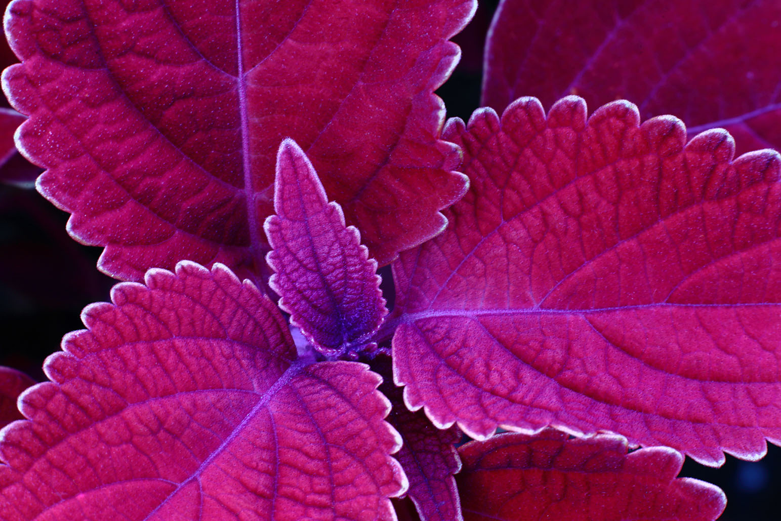 foglie di Coleus