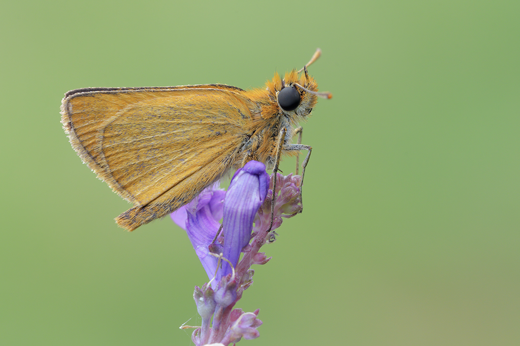 Thymelicus sylvestris