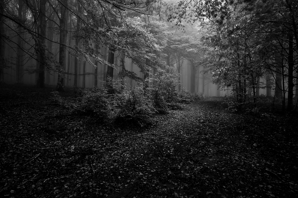 nebbia, pioggia e luce in bn