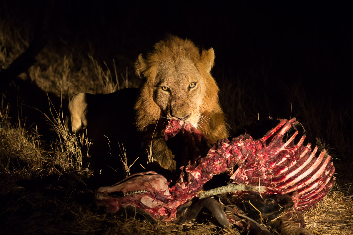 La bocca sollev� dal fiero pasto...