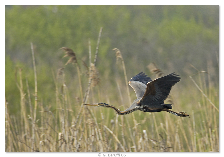 Manfred von Richthofen