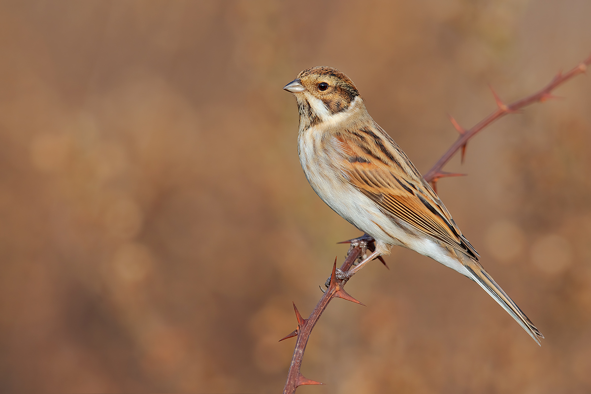 Il primo migliarino maschio dell'anno