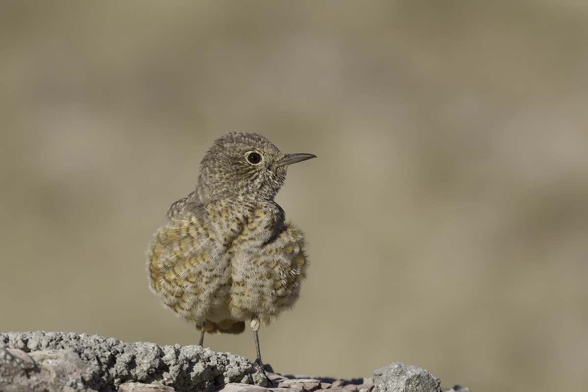Codirossone (Monticola saxatilis)