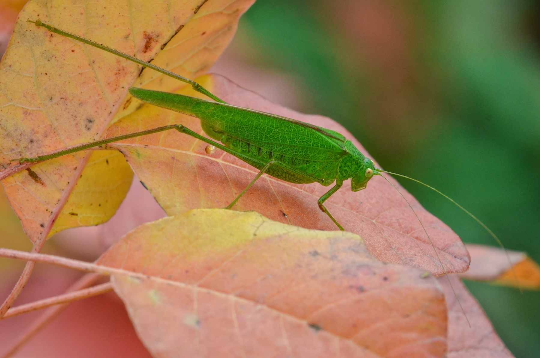 Tettigonia su foliage autunnale