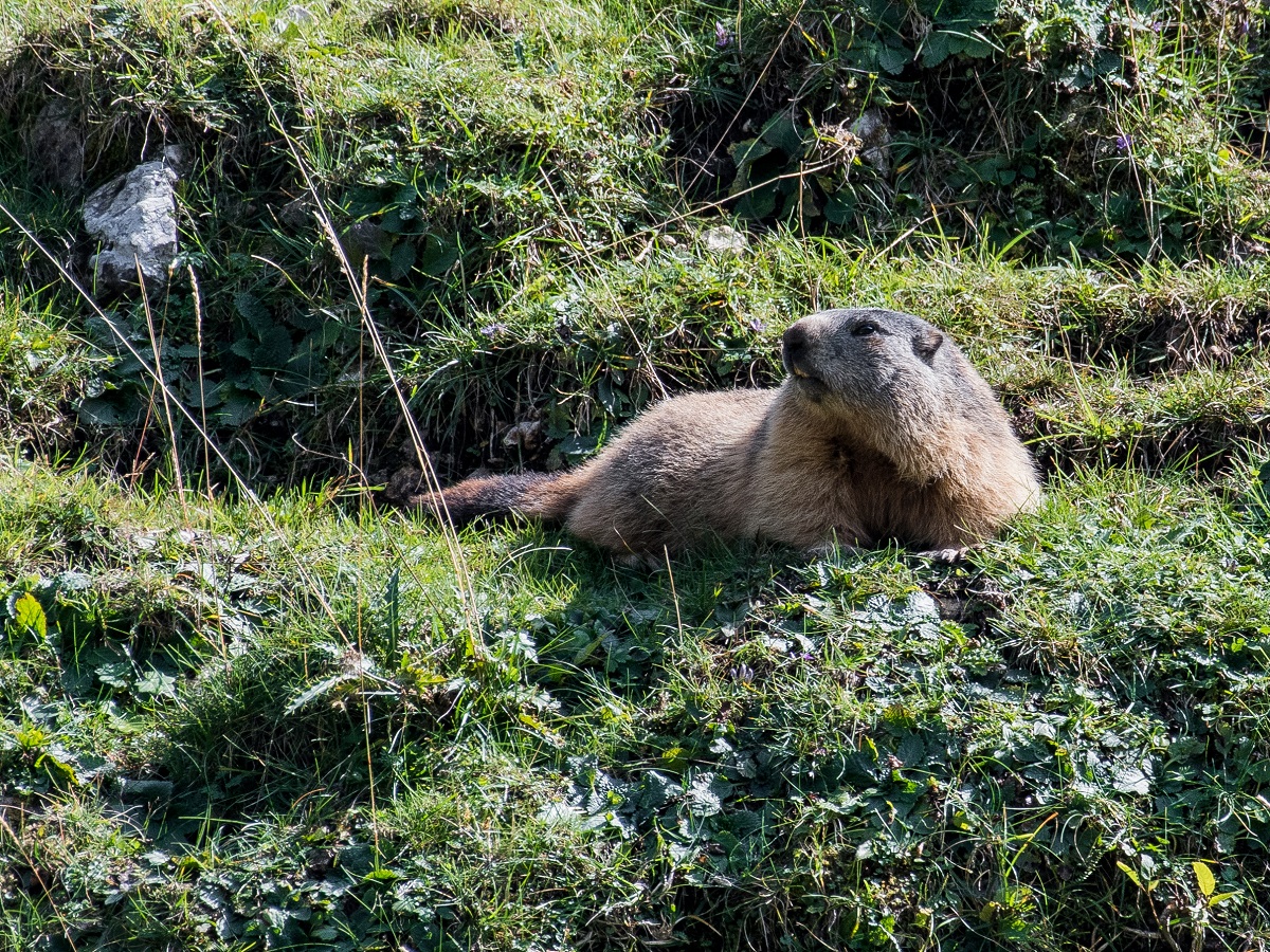 Marmotta