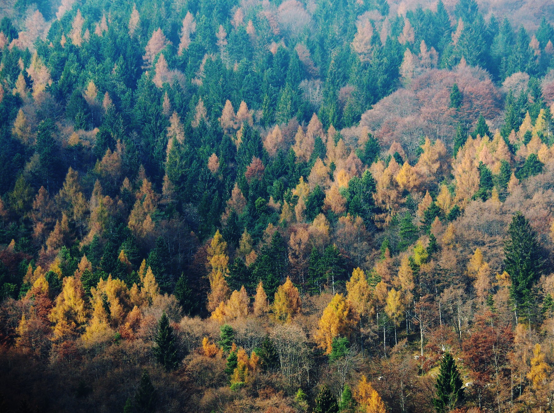Bosco misto d'autunno