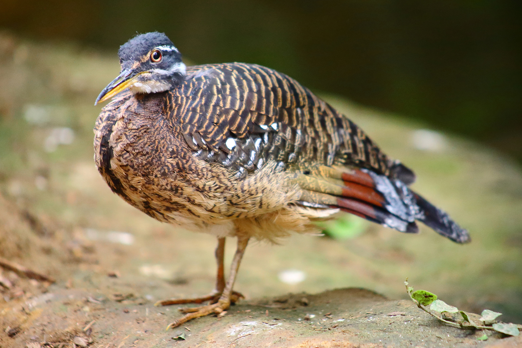 Guarda che ti guardo