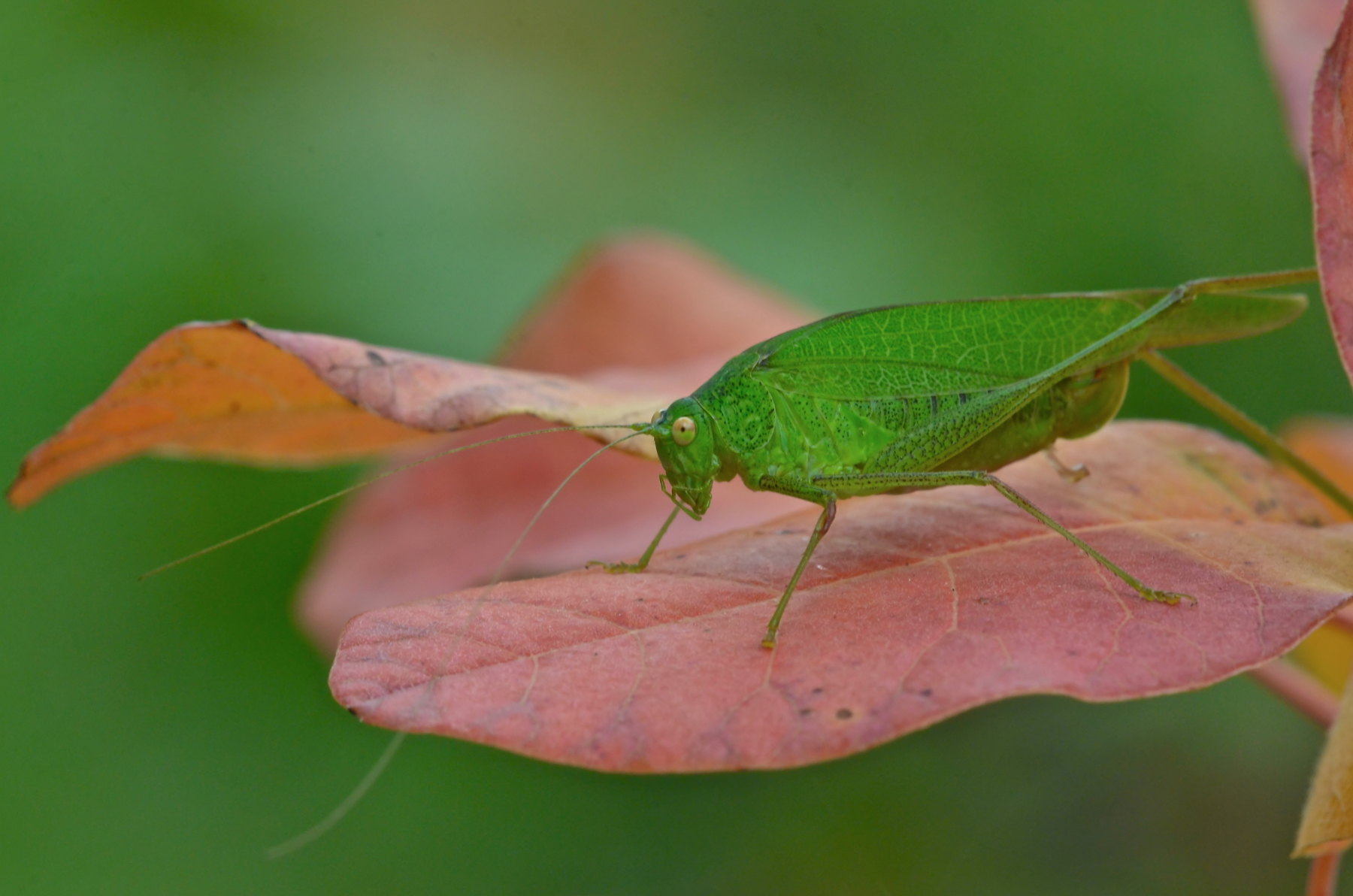 Tettigonia su foliage autunnale 2