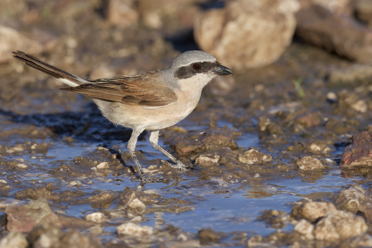 Averla piccola (Lanius collurio)