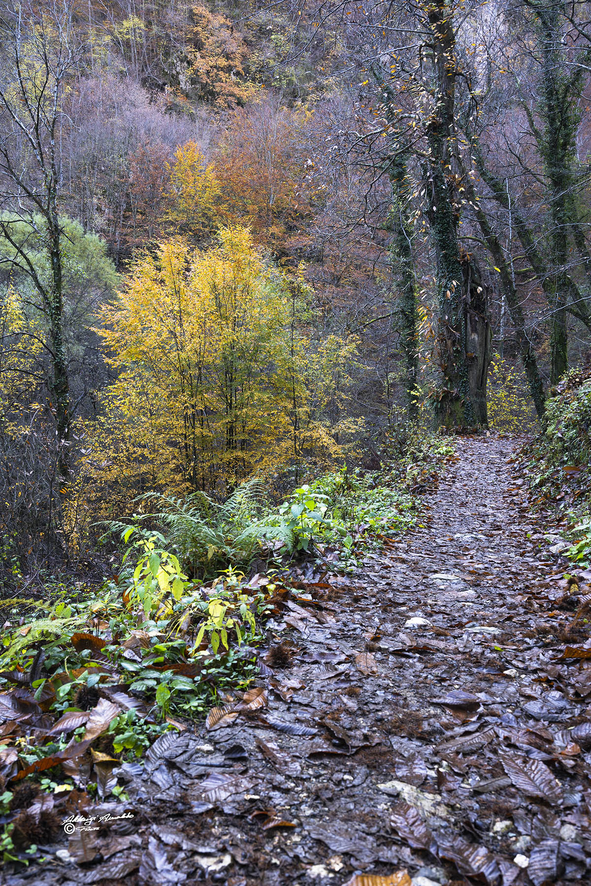 Camminando nel bosco.