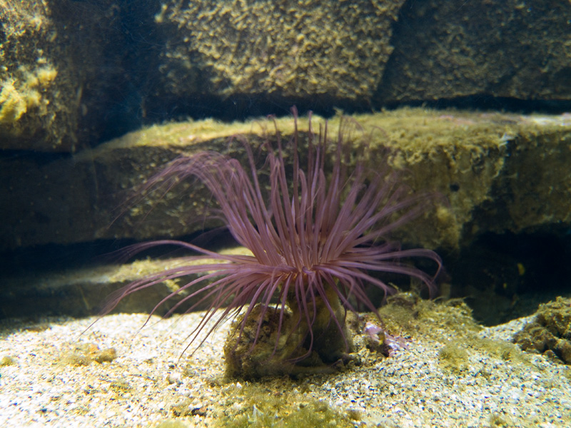 Anemone