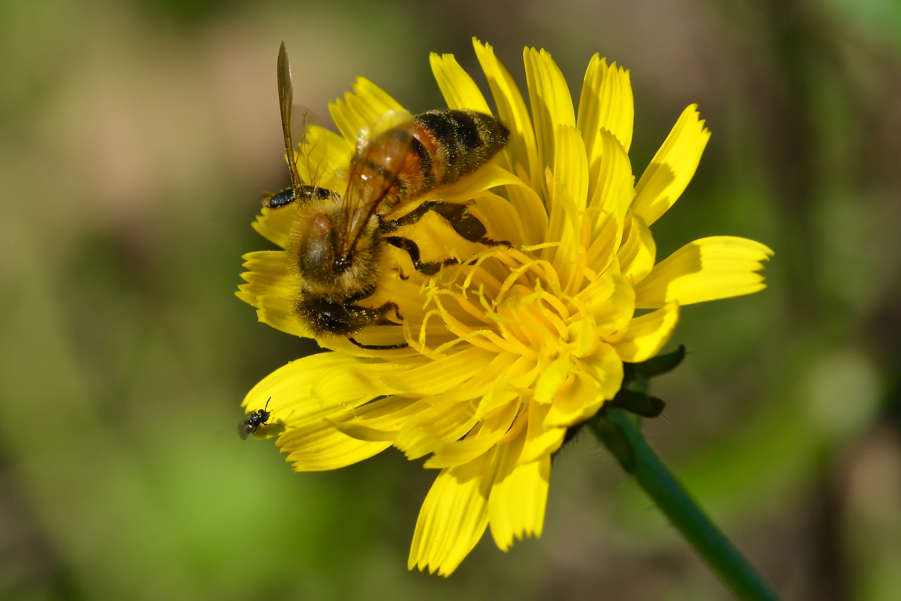 Impollinatore autunnale con ospite