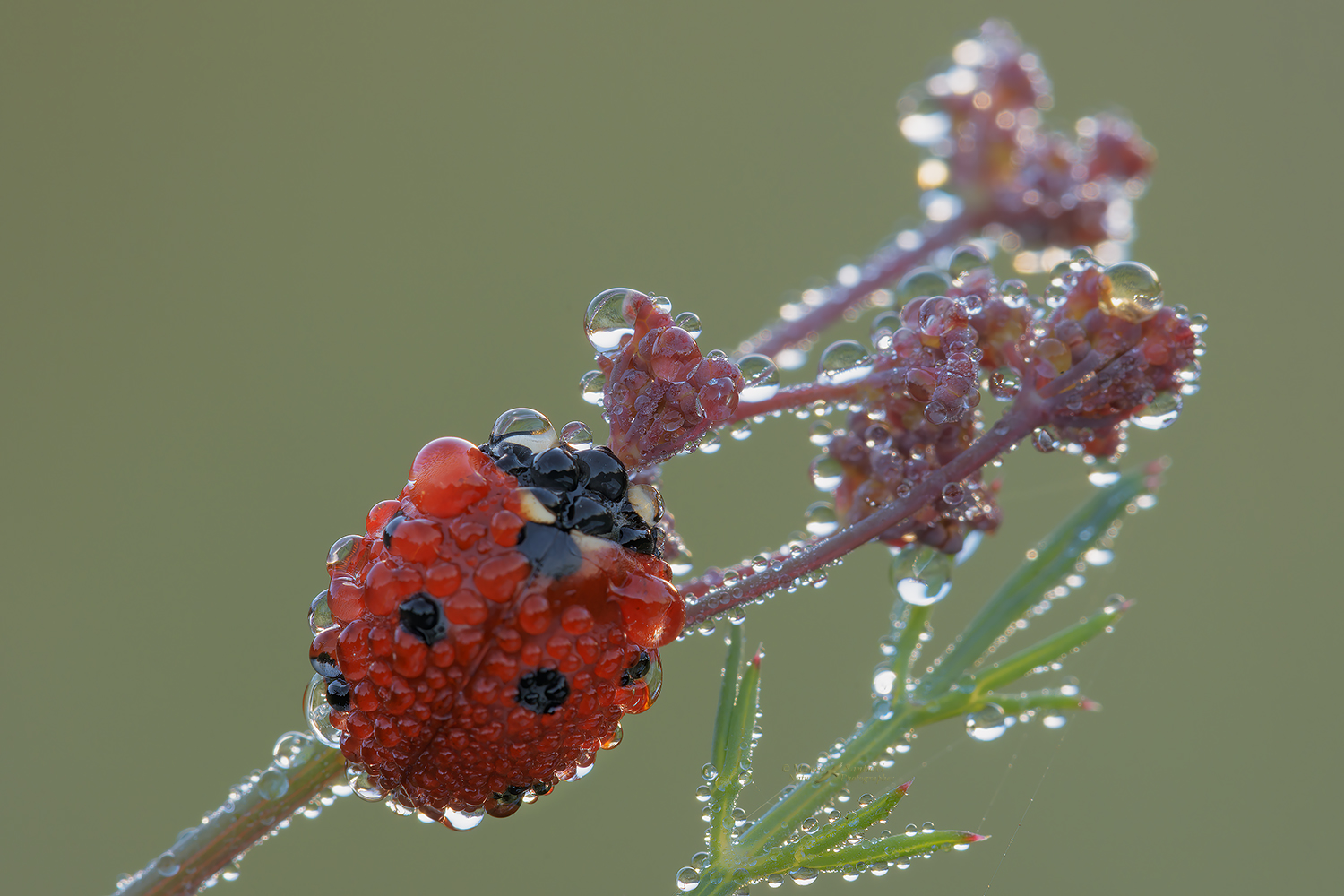 Perle-mattutine_DSC2026