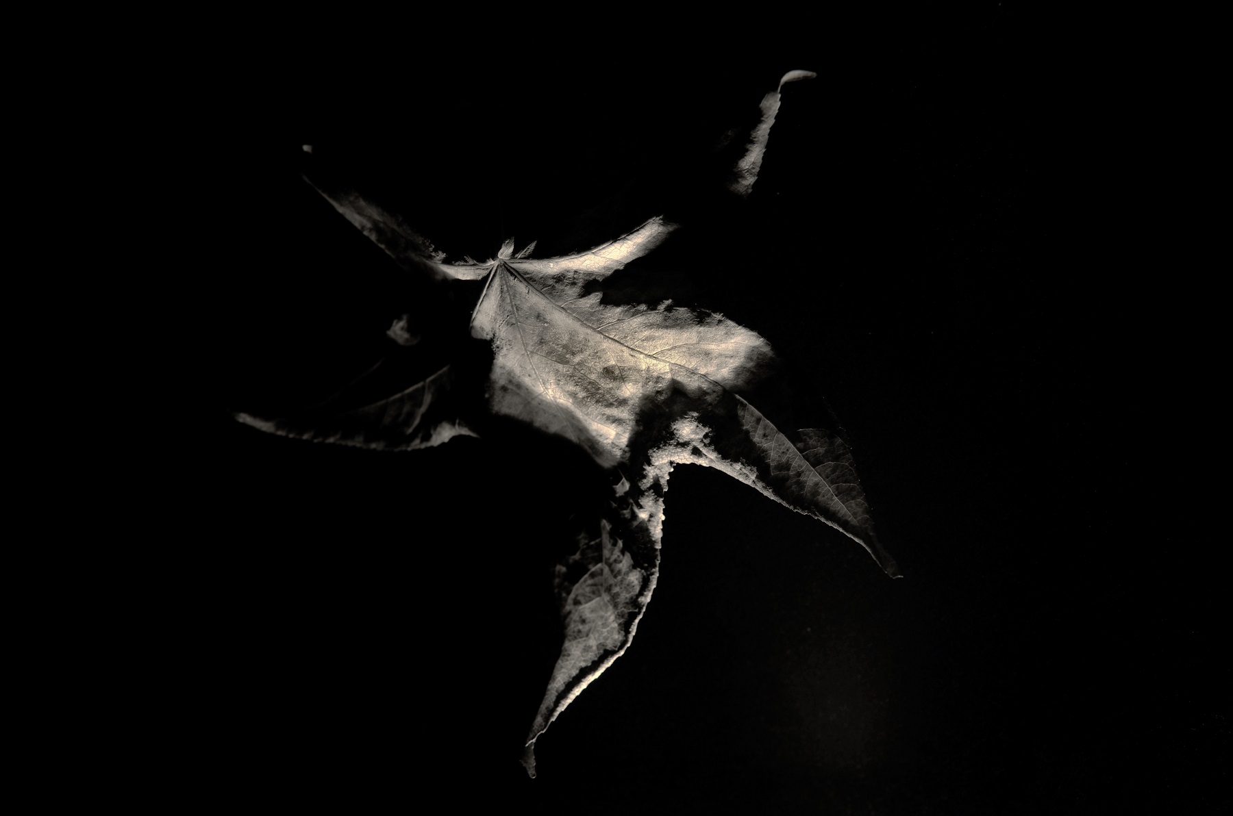 Dervisci autunnale..