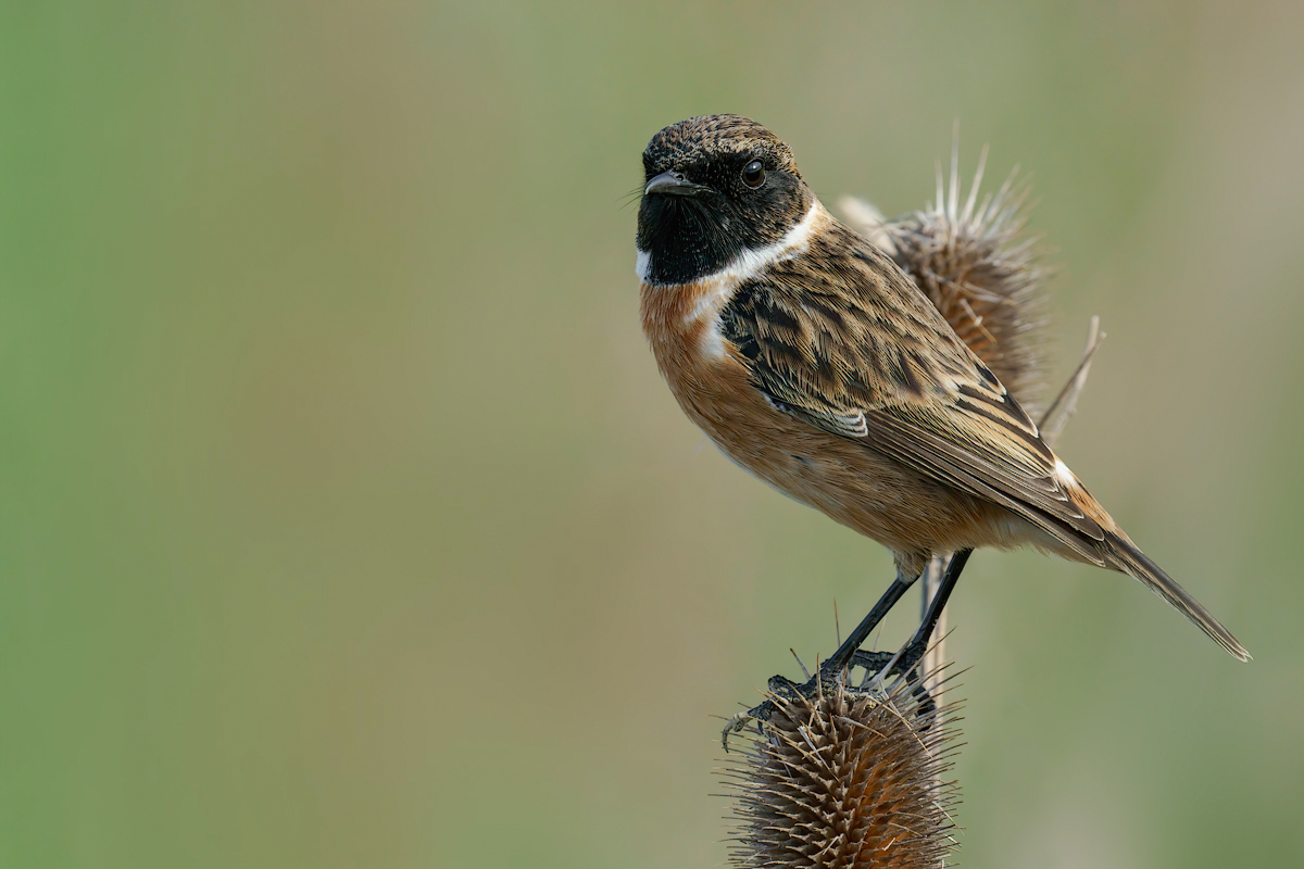 Saltimpalo (Saxixola rubicola)