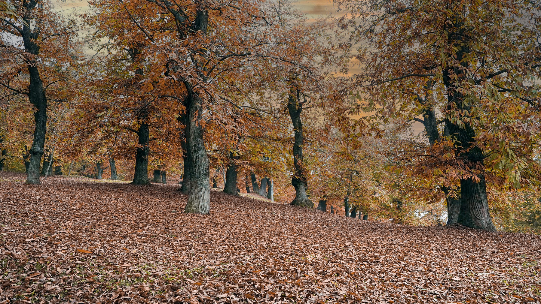 Dal contest- Autunno