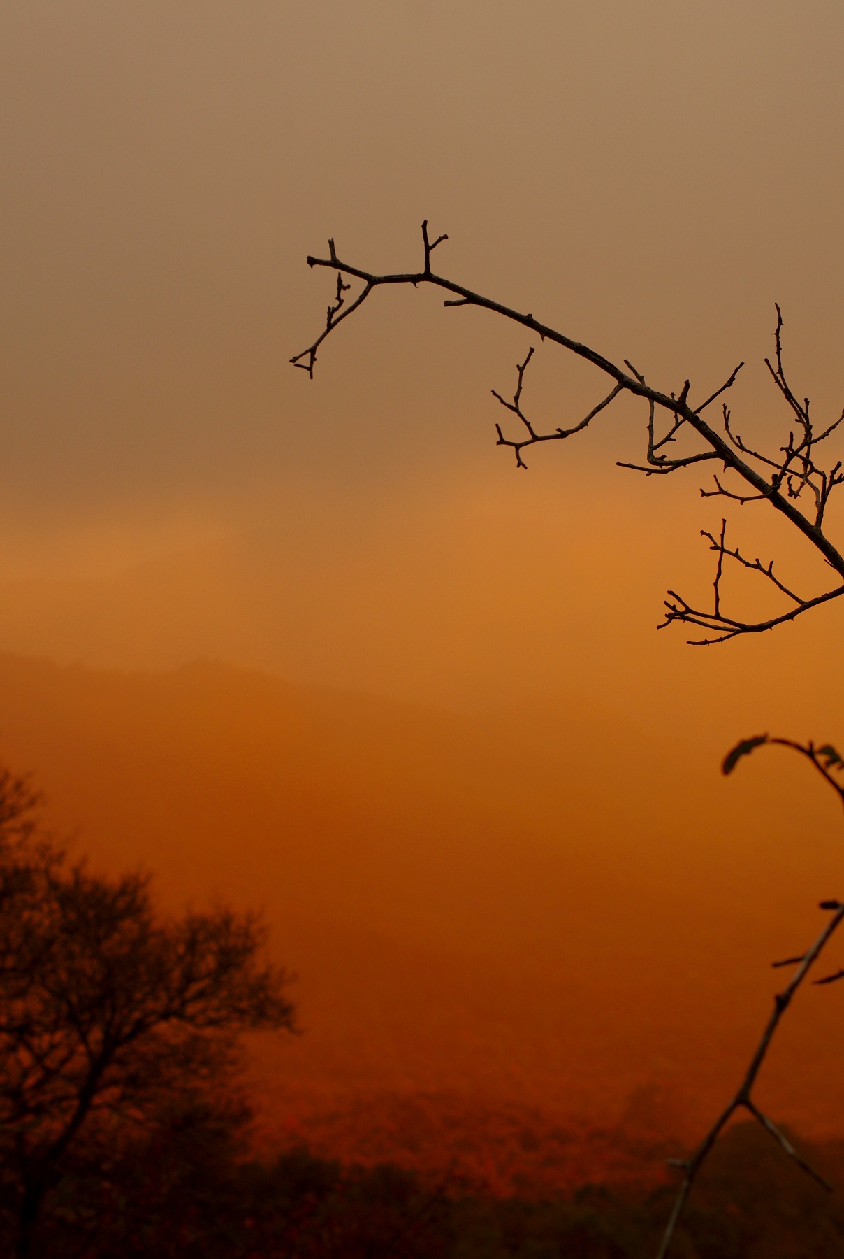 Il piccolo ramo nella nebbia ,al saluto del tramonto.