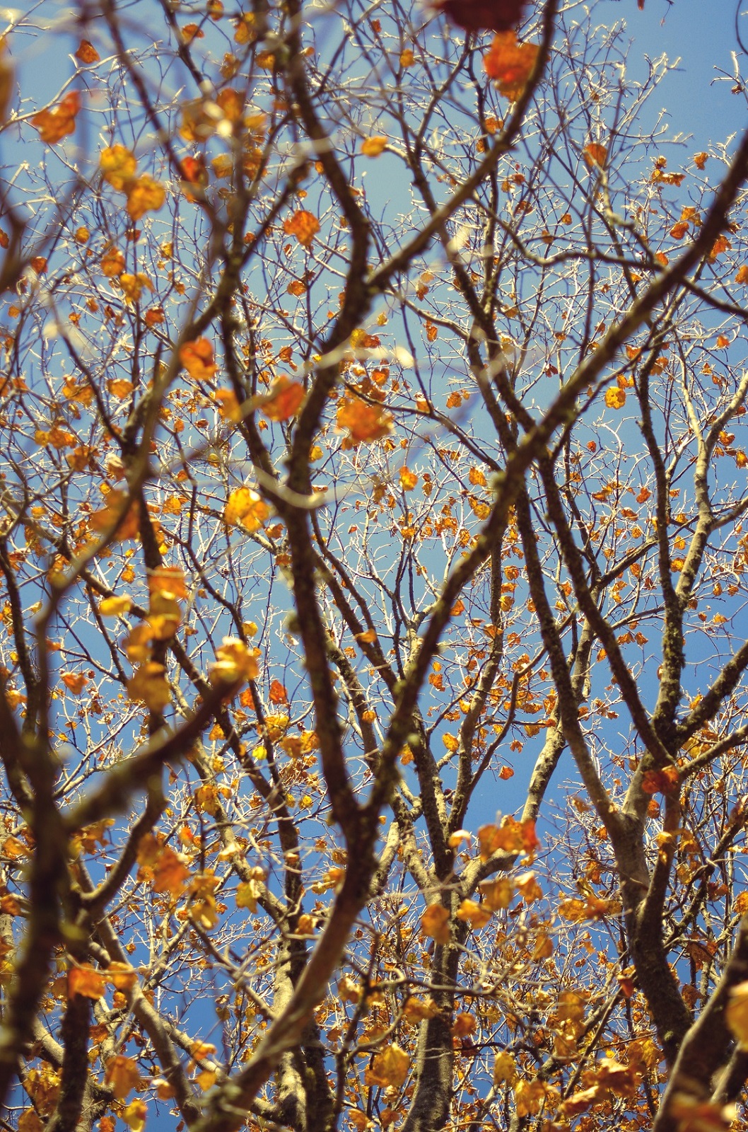 Coriandoli autunnali.